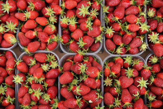 Russia Agriculture Strawberry Harvest