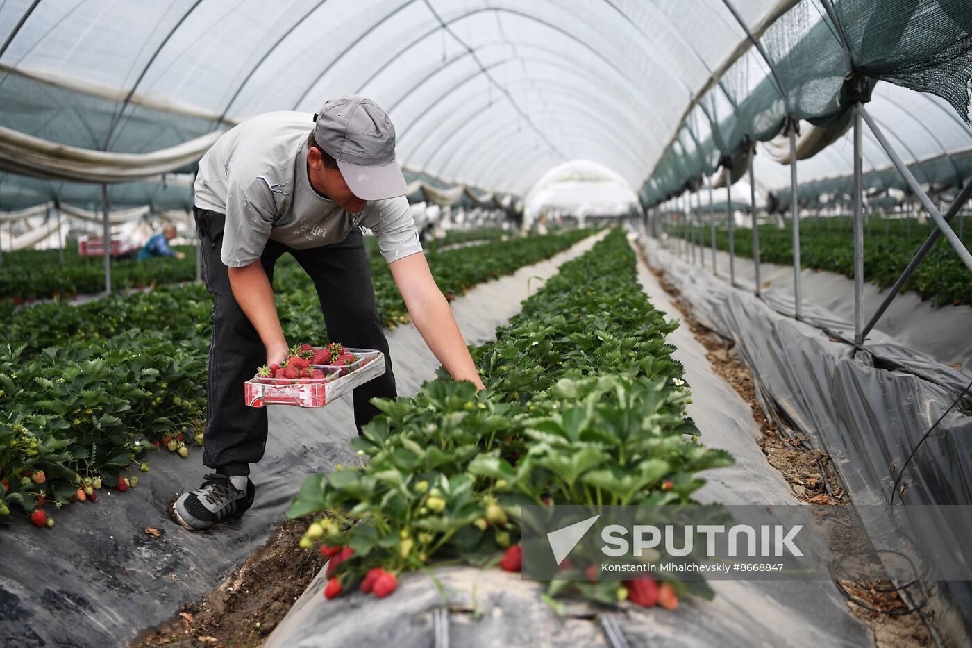 Russia Agriculture Strawberry Harvest