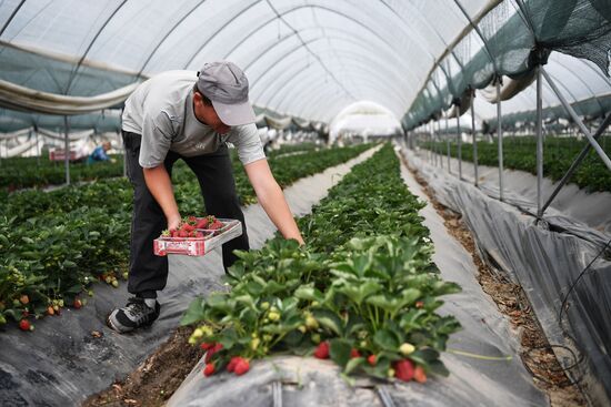 Russia Agriculture Strawberry Harvest