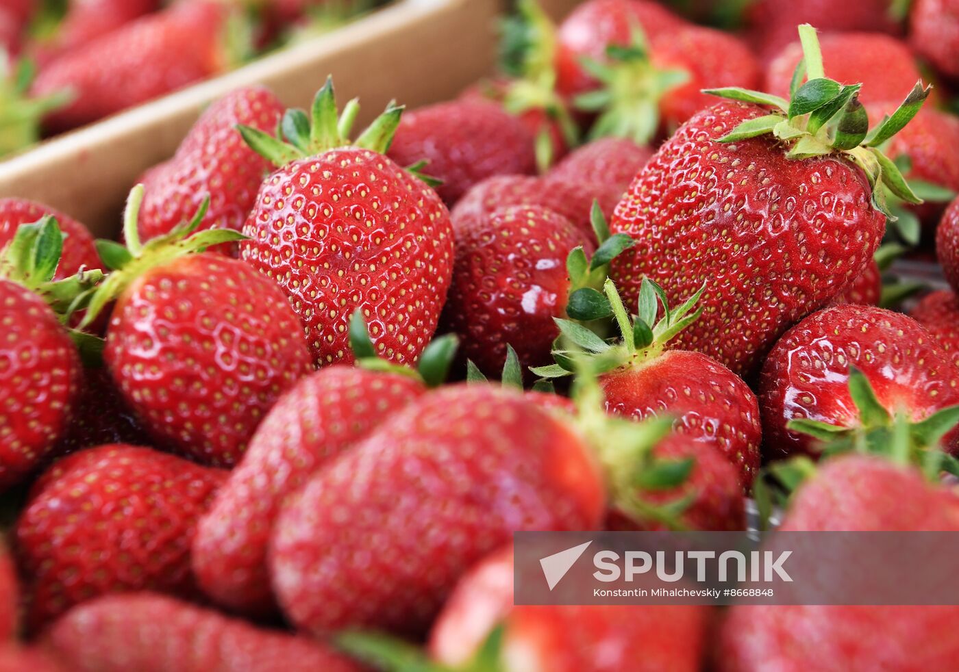 Russia Agriculture Strawberry Harvest