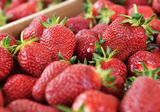 Russia Agriculture Strawberry Harvest