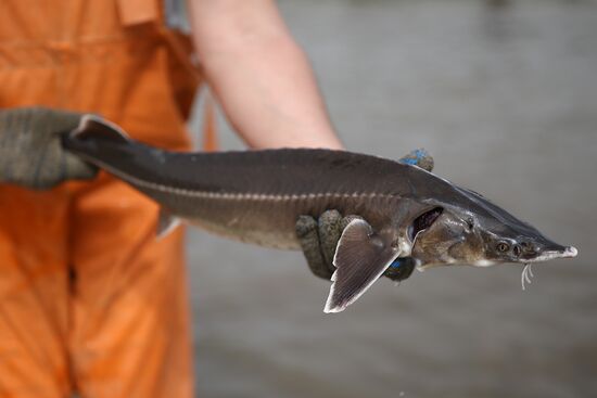 Russia Environment Sturgeon Restocking