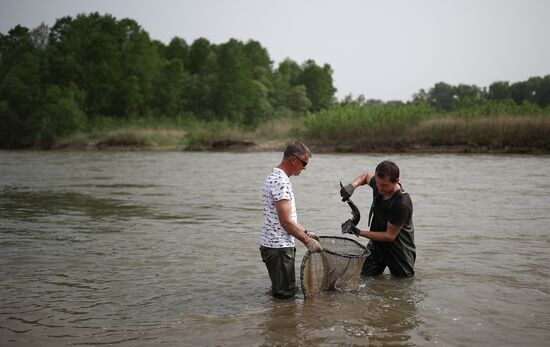 Russia Environment Sturgeon Restocking
