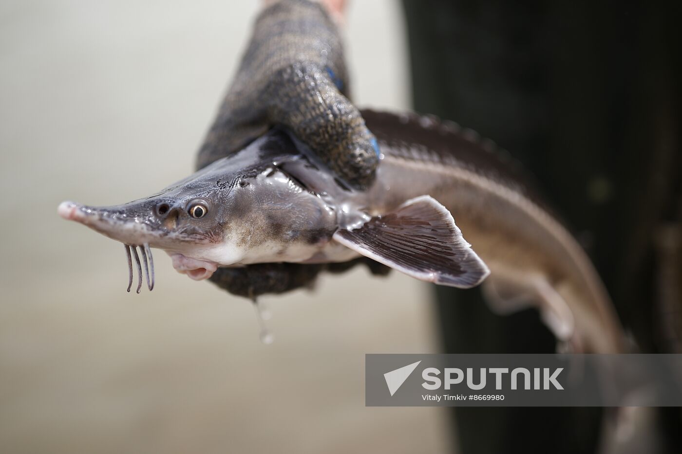Russia Environment Sturgeon Restocking