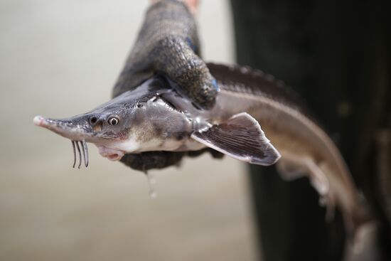 Russia Environment Sturgeon Restocking
