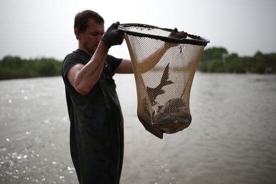 Russia Environment Sturgeon Restocking