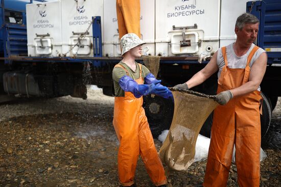 Russia Environment Sturgeon Restocking