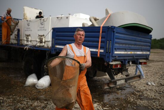 Russia Environment Sturgeon Restocking