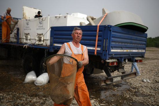 Russia Environment Sturgeon Restocking