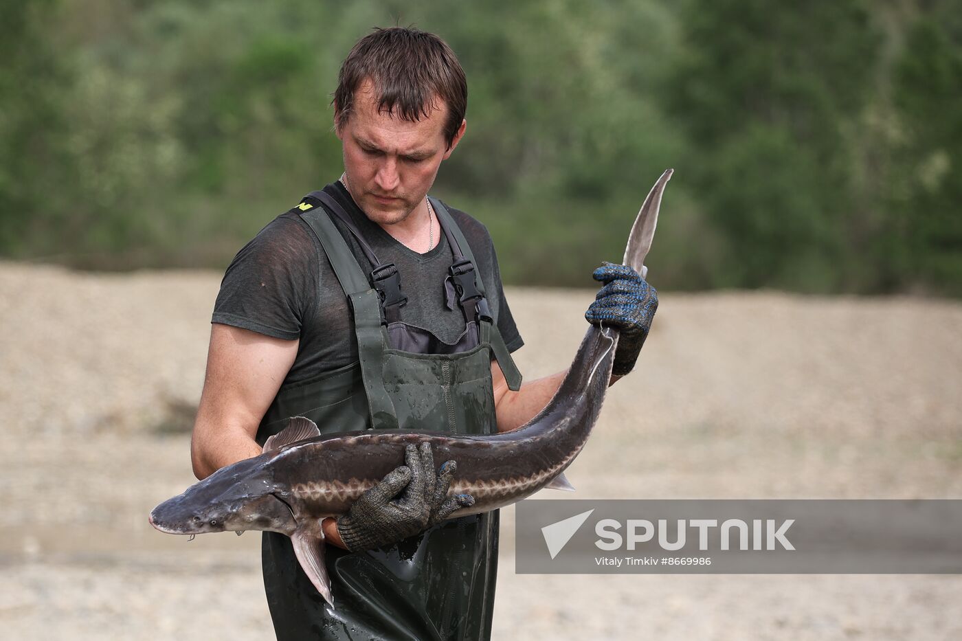 Russia Environment Sturgeon Restocking