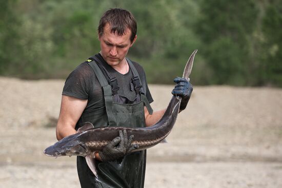 Russia Environment Sturgeon Restocking
