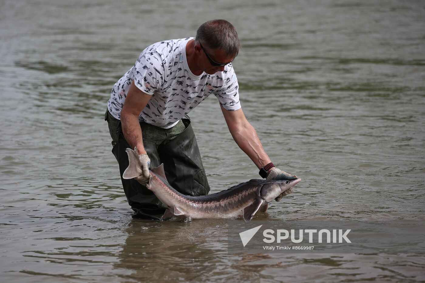 Russia Environment Sturgeon Restocking