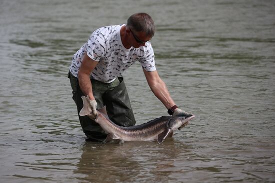 Russia Environment Sturgeon Restocking