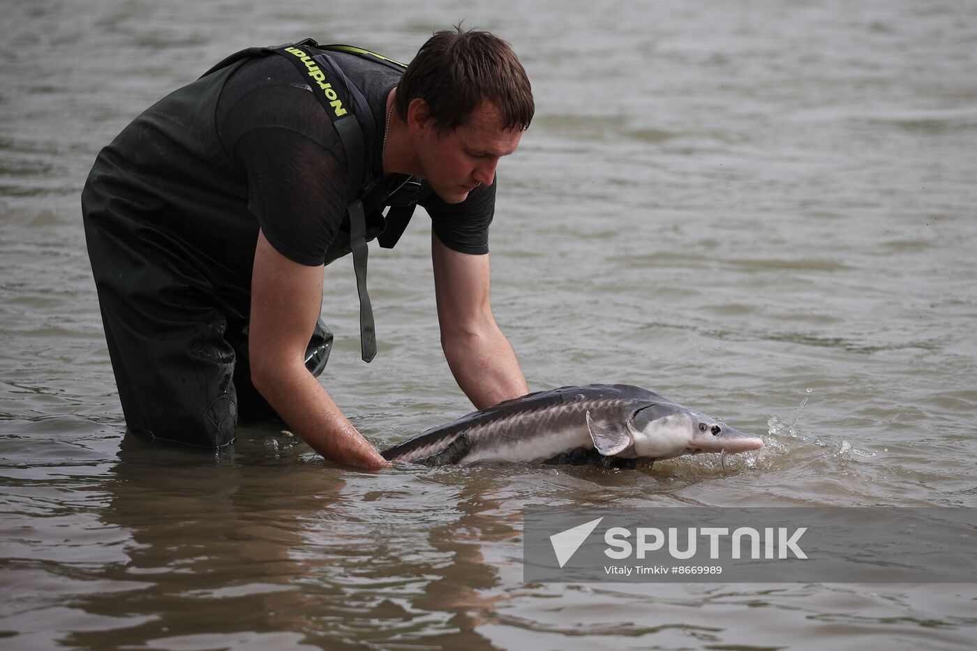 Russia Environment Sturgeon Restocking