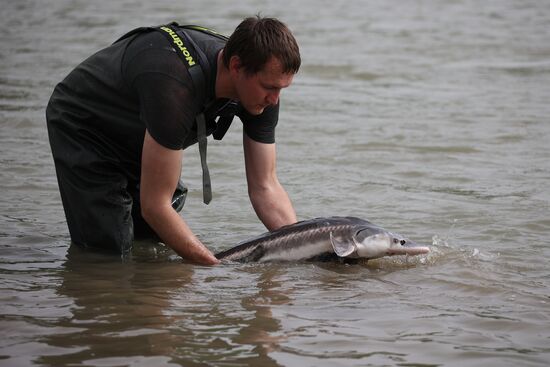 Russia Environment Sturgeon Restocking