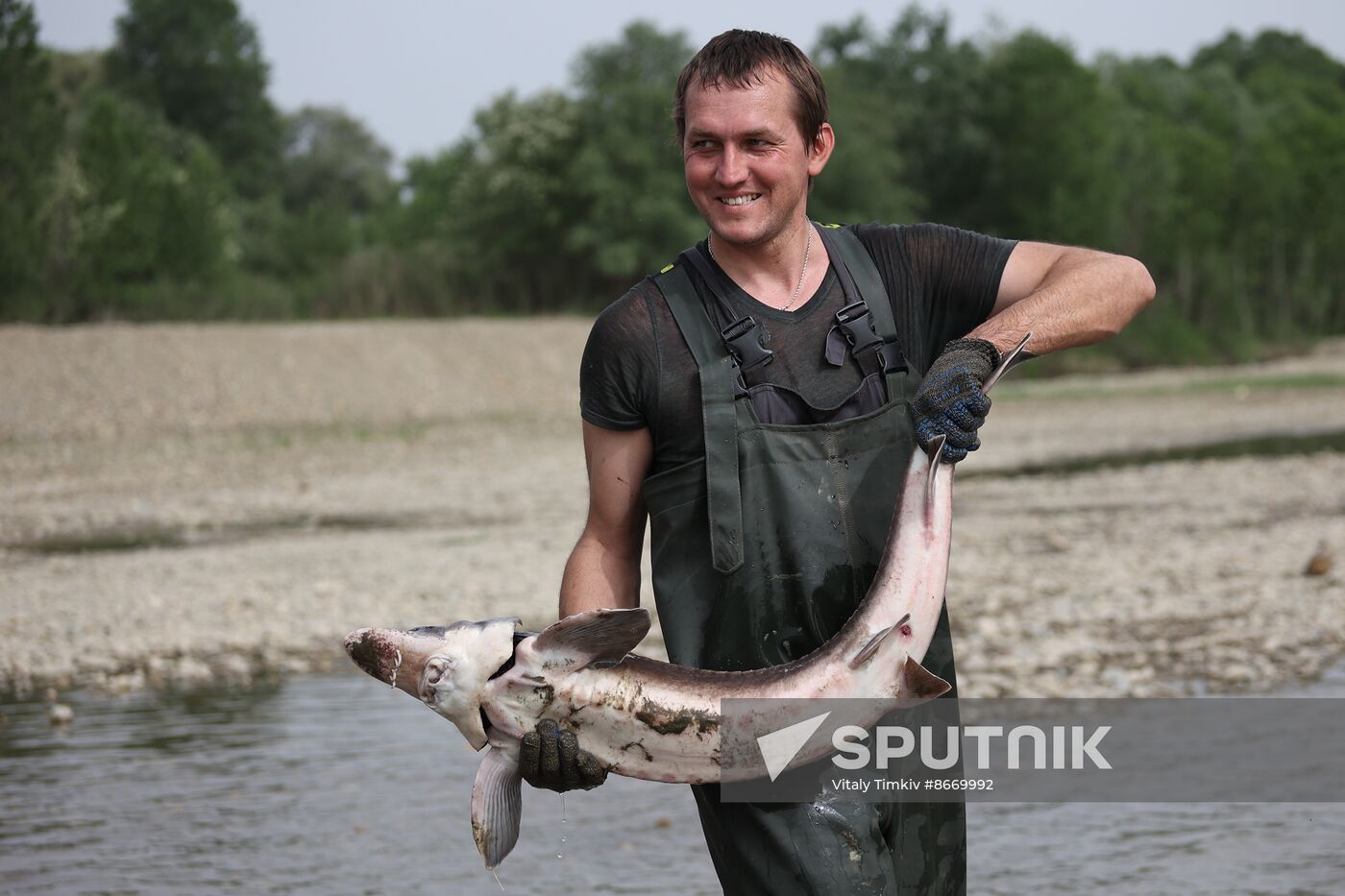 Russia Environment Sturgeon Restocking