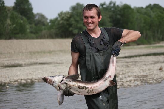 Russia Environment Sturgeon Restocking