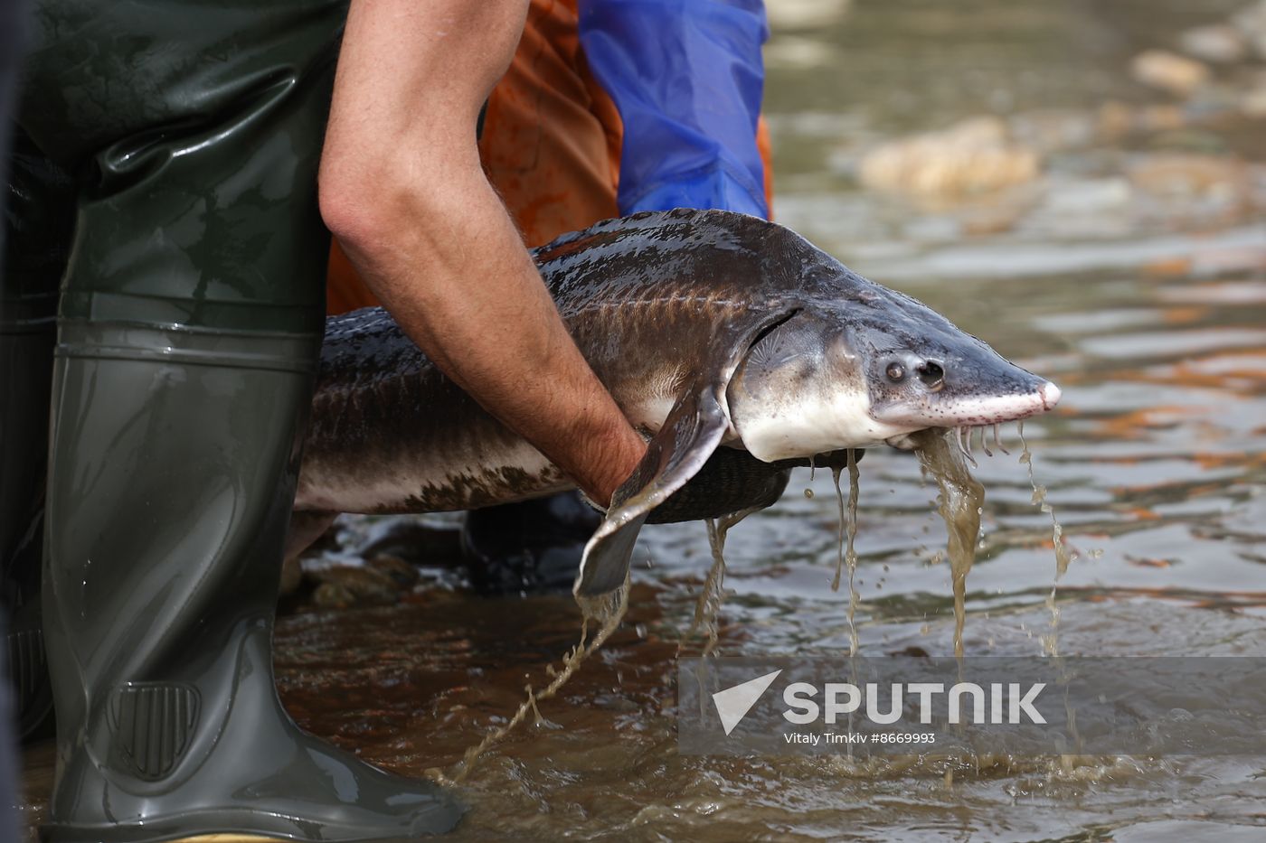 Russia Environment Sturgeon Restocking
