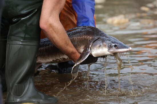 Russia Environment Sturgeon Restocking