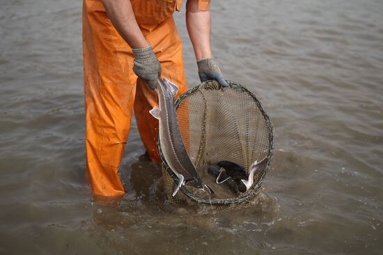Russia Environment Sturgeon Restocking