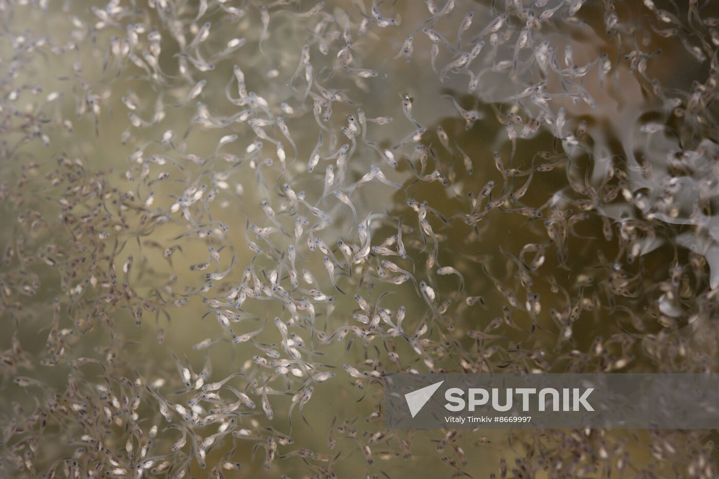 Russia Environment Sturgeon Restocking
