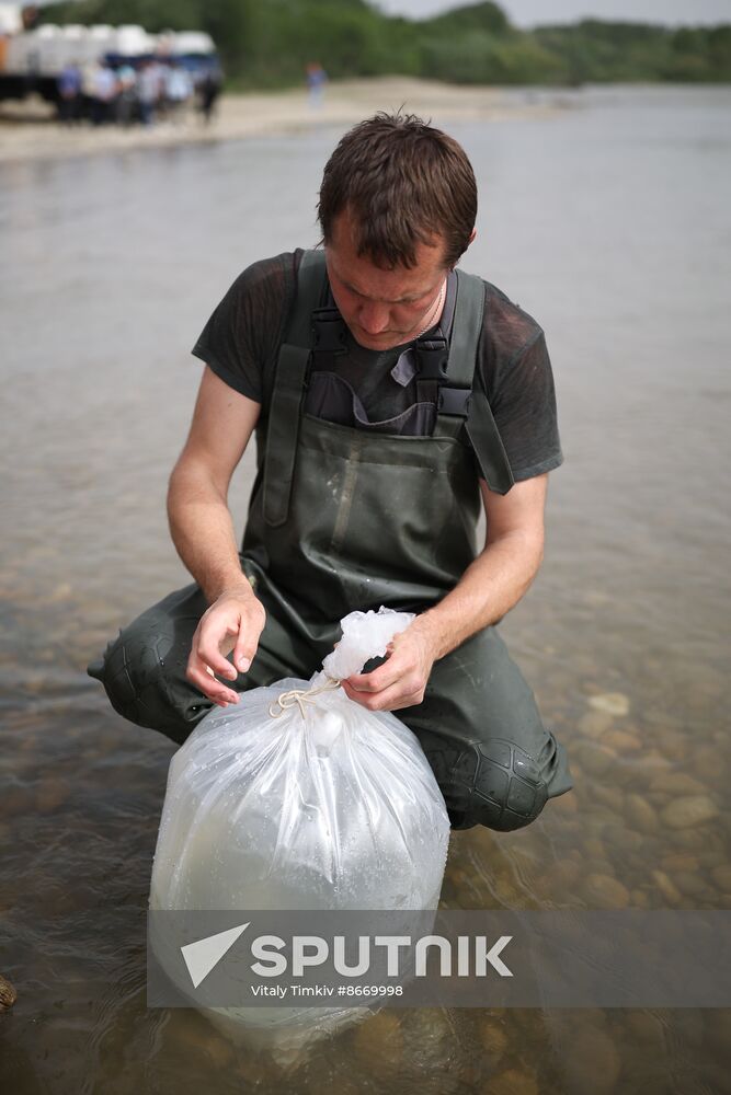 Russia Environment Sturgeon Restocking