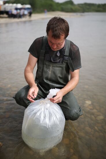 Russia Environment Sturgeon Restocking