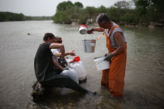 Russia Environment Sturgeon Restocking