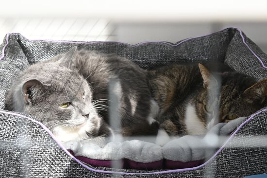 Russia Religion Palm Sunday Festival