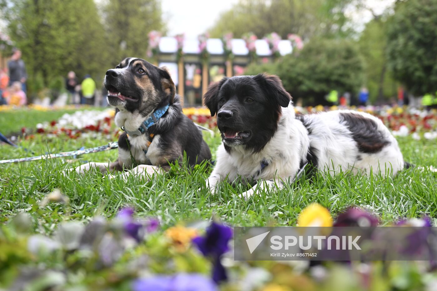 Russia Religion Palm Sunday Festival