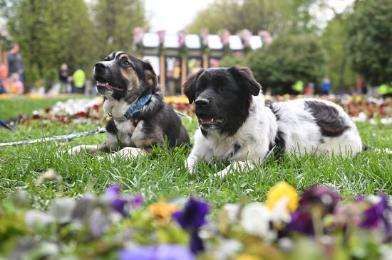 Russia Religion Palm Sunday Festival