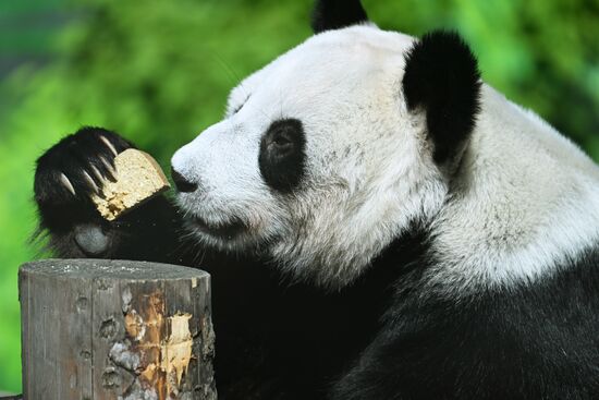 Russia Moscow Zoo