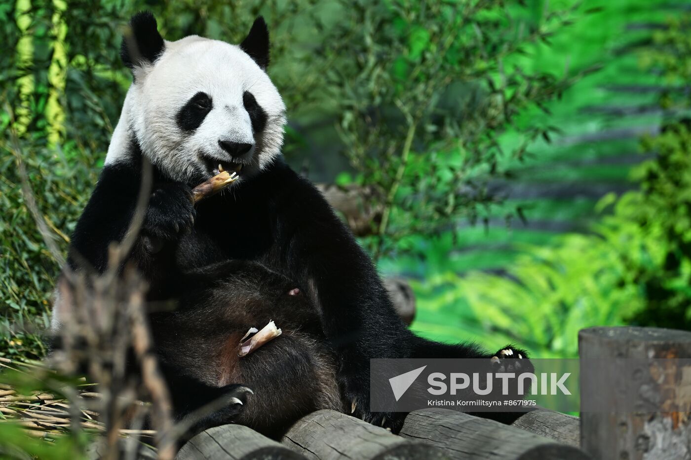 Russia Moscow Zoo