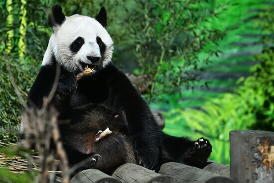Russia Moscow Zoo