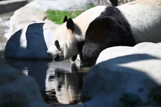 Russia Moscow Zoo