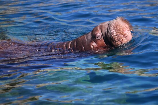 Russia Moscow Zoo