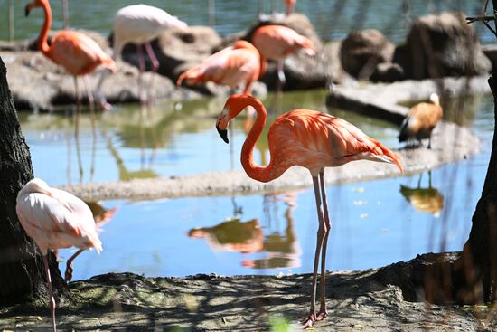 Russia Moscow Zoo