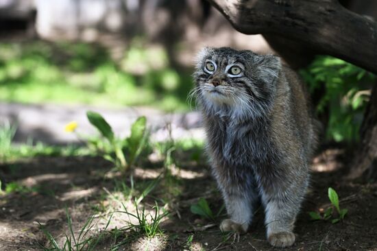 Russia Moscow Zoo