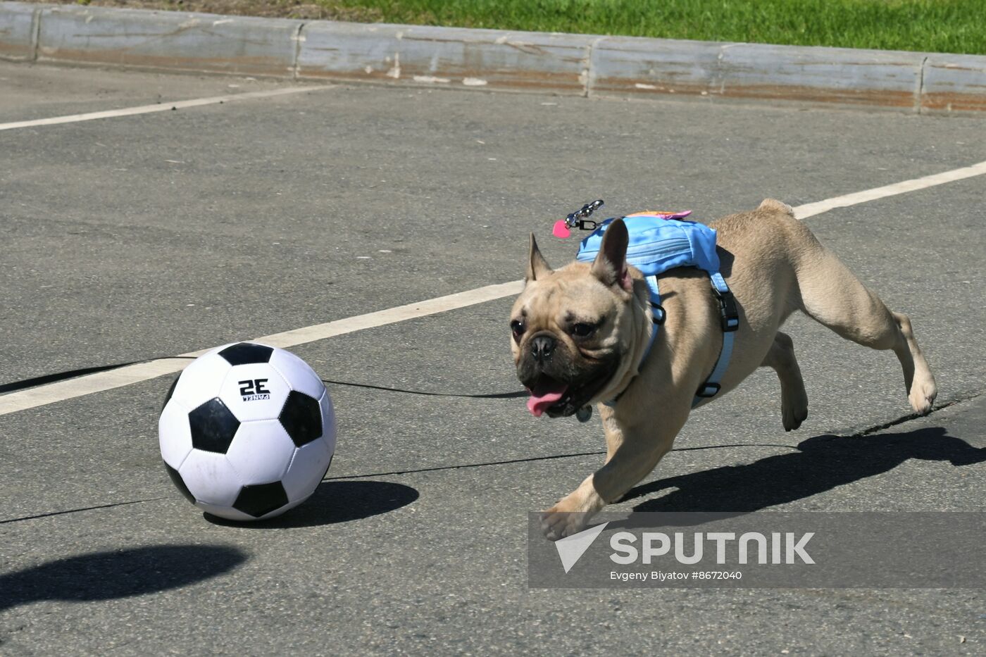 RUSSIA EXPO. Opening of Athletic Russia main sports platform