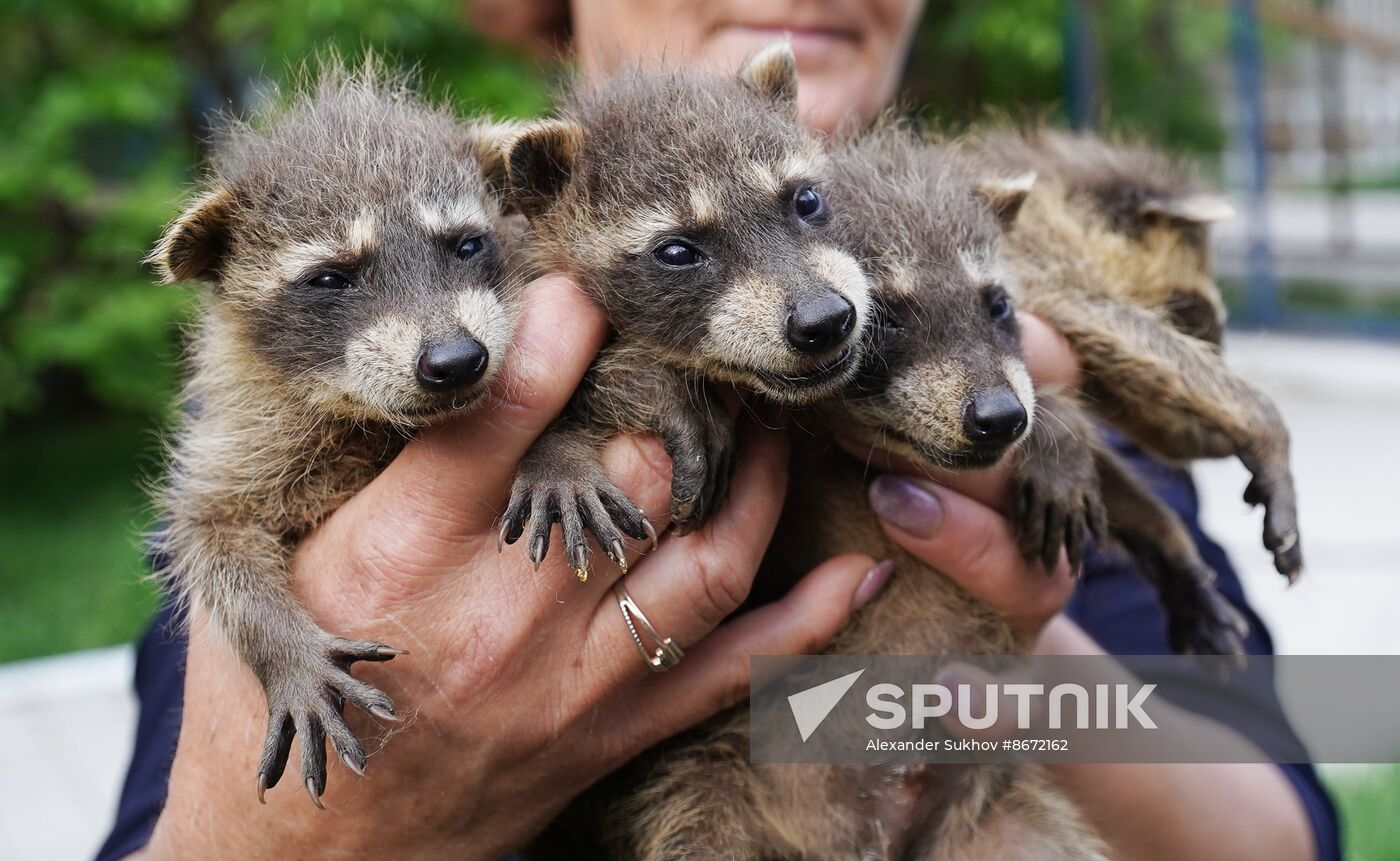 Russia DPR Zoo Raccoon Cubs