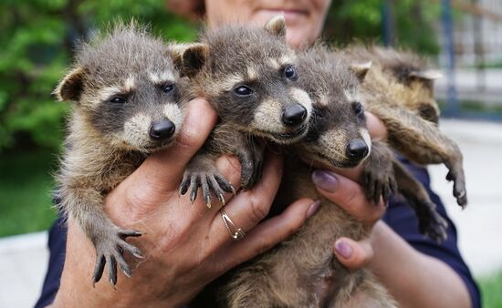 Russia DPR Zoo Raccoon Cubs