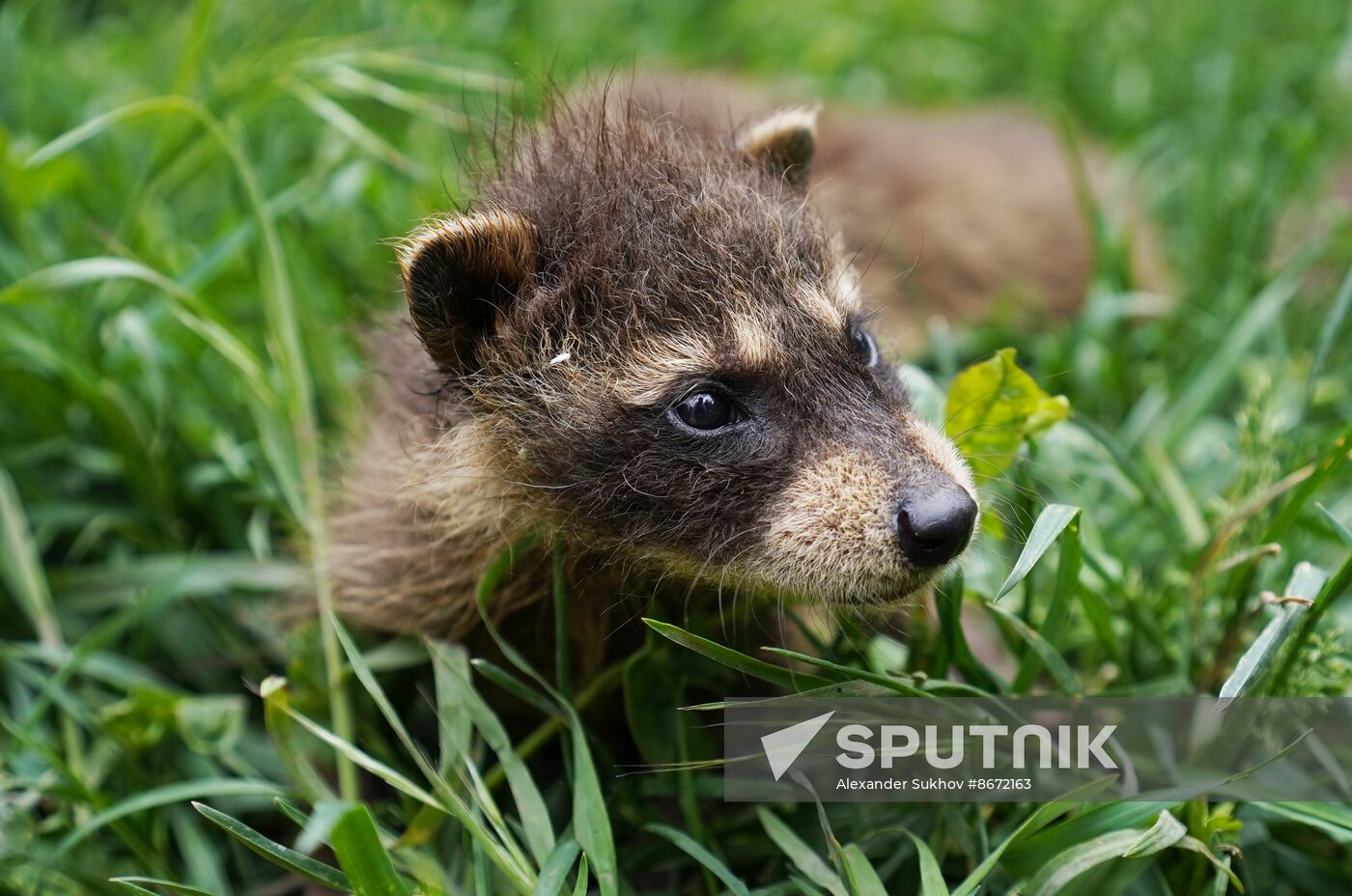 Russia DPR Zoo Raccoon Cubs