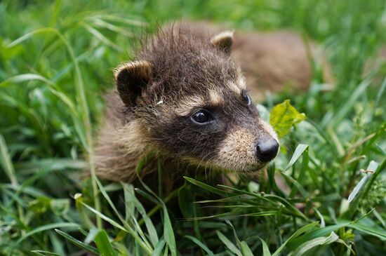 Russia DPR Zoo Raccoon Cubs