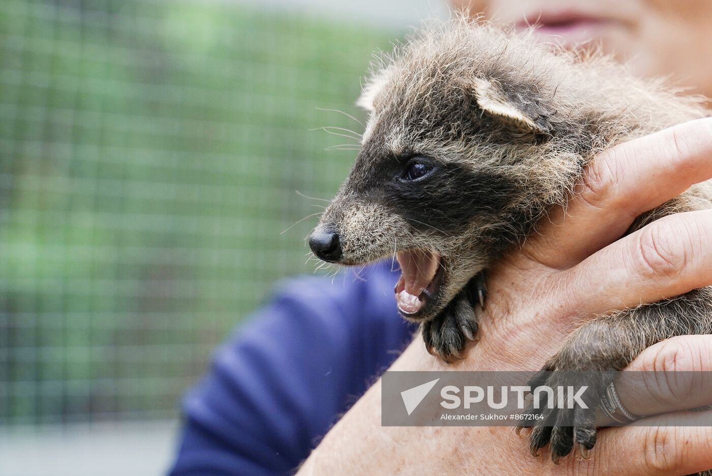 Russia DPR Zoo Raccoon Cubs