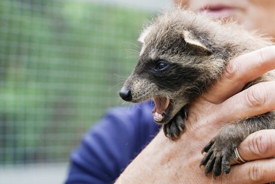 Russia DPR Zoo Raccoon Cubs