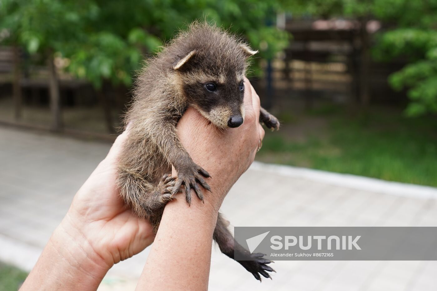 Russia DPR Zoo Raccoon Cubs