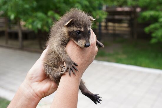 Russia DPR Zoo Raccoon Cubs