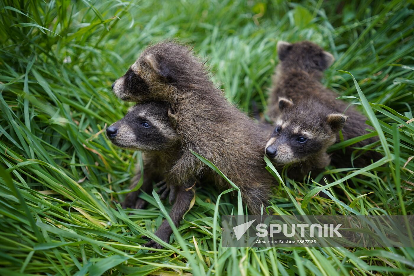 Russia DPR Zoo Raccoon Cubs