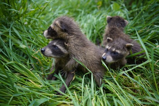 Russia DPR Zoo Raccoon Cubs