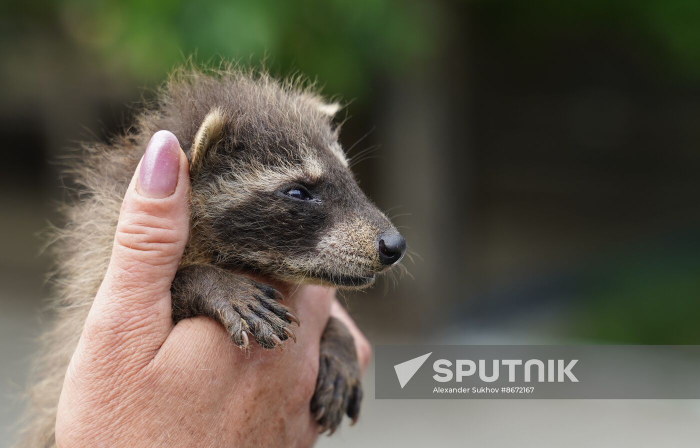 Russia DPR Zoo Raccoon Cubs